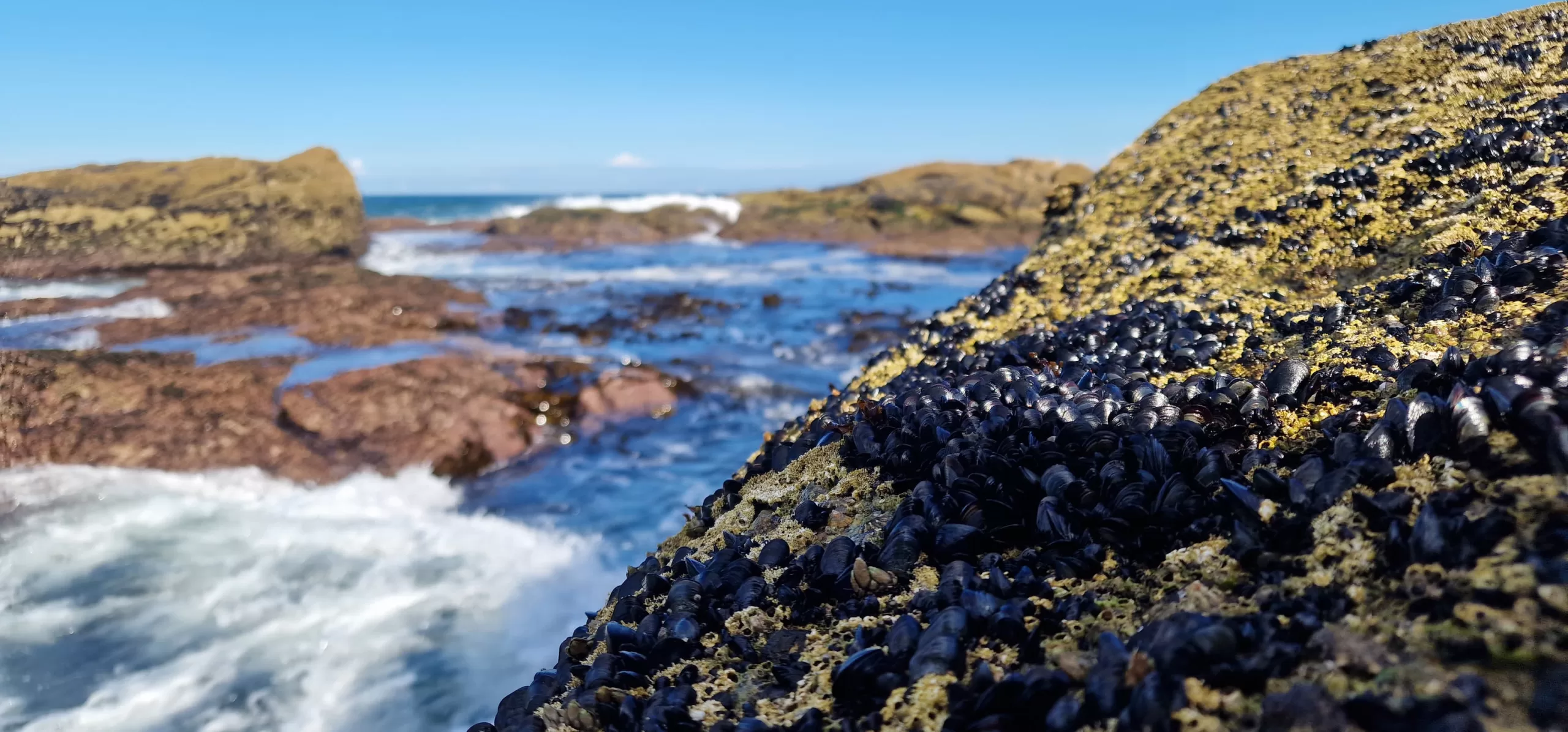 From pixels to peaks: integrating LiDAR and RGB drone imagery to map mussel spat on intertidal rocky shores